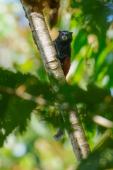 The brown-mantled tamarin monkey from Manu National Park in Peru. Wildlife scene from nature. Tamarin siting on the tree branch in the tropic jungle forest, animal in the habitat.