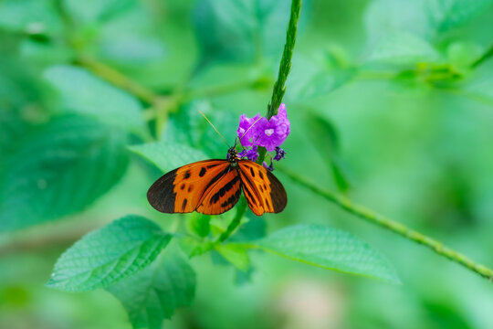 Beautiful butterfly in natural habitat. Heliconius numata, Numata longwing,  brush-footed butterfly. Native  of South America, from Venezuela to South Brazil.