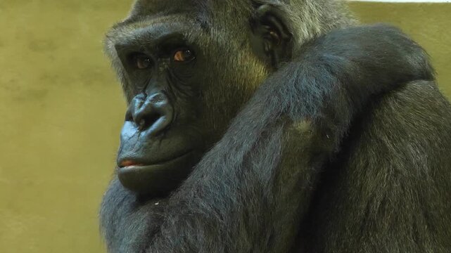 Close up head of a gorilla resting and watching
