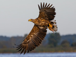 Eagle in its hunting mode, few seconds after taking a fish out of water.
