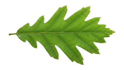 Green oak leaf displays intricate veins and lobed edges on black background.