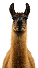 Fototapeta premium A close-up portrait of a llama with a fluffy neck against a black background.