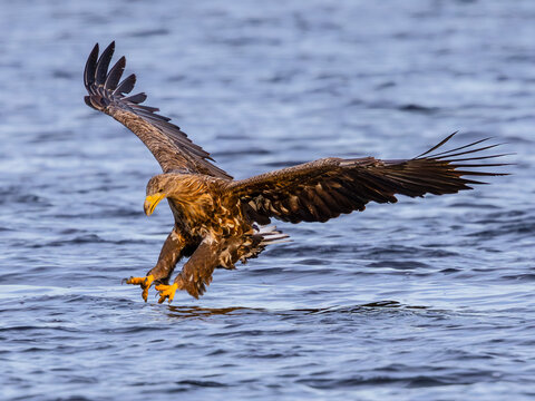Eagle in its hunting mode few seconds before takich fich out of water