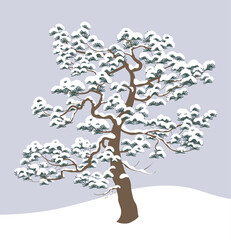 Nature Scene with Snow Covered Pine Tree