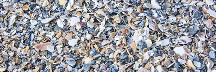 Close-up view of mixed seashells and pebbles on a beach shoreline.