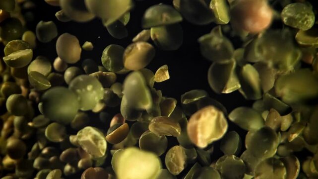 Green peas fly and fall. Filmed on a high-speed camera at 1000 fps. High quality FullHD footage