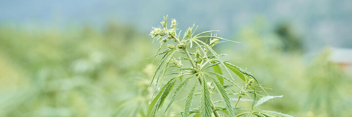 Close-up of lush green cannabis plant in outdoor field on a sunny day.
