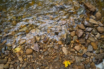 river in the forest