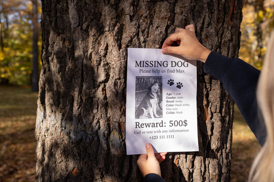 Missing dog poster being placed on a tree in autumn park. Close-up of female hands attaching a lost pet flyer with reward information. Urgent search for husky named Max