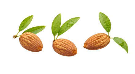 Three almonds with green leaves and water drops, isolated on transparent background