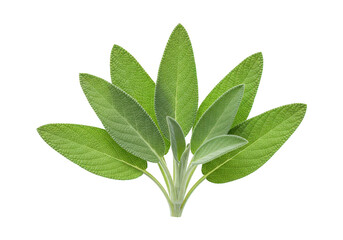 Fresh green sage leaves are arranged against a black background.