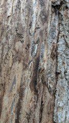 Close up of rough tree bark