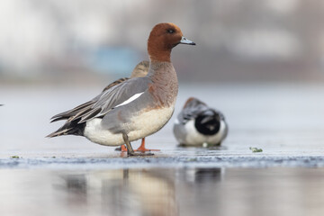 European wigeon (Mareca penelope) - Pfeifente