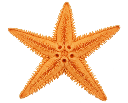 Orange starfish shows textured arms and central disk detail.
