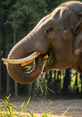 A large elephant gracefully consumes foliage, its trunk spraying water droplets in the sunlight.