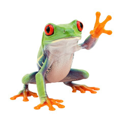 Obraz premium Bright green amphibian with red eyes raises its orange webbed foot.