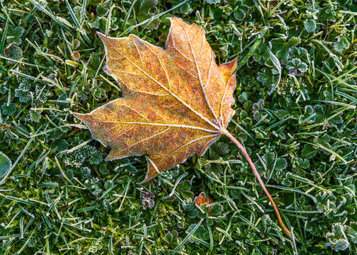 Frozen yellow maple leaf on dewy green grass during first autumn frost. Macro view showing the transition from fall to winter in natural setting.