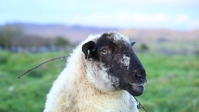 Closeup of black and white ewe sheep chewing cud. Sheep has bramble bush thorn entangled in fleece 