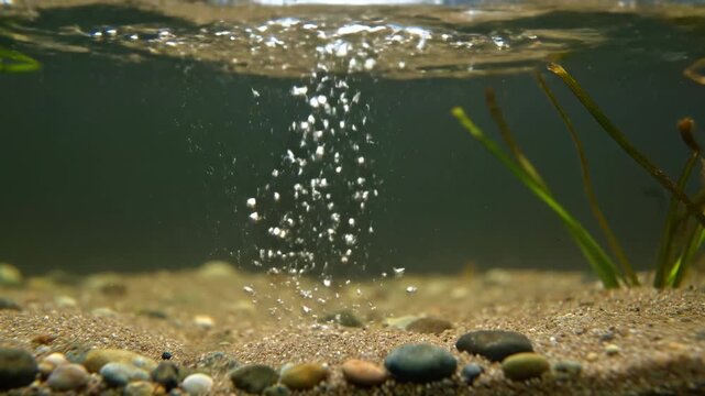 Bubbles Rising in Aquarium: A tranquil underwater scene featuring rising bubbles in a crystal-clear aquarium, inviting the viewer into a world of aquatic serenity.