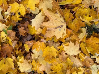 yellow autumn leaves