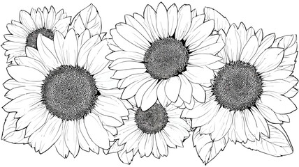Hand drawn sunflower line art illustration. Black and white botanical floral drawing. Decorative vector graphic for coloring books or design.