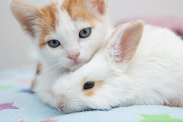 Close up of a cat lying on a rabbit both look adorable and convey tenderness calm and love for animals Perfect image for projects about friendship pets and nature