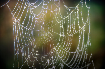 Pajęczyna z kroplami rosy