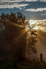 Jesienne słońce za drzewami