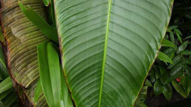 highresolution macro photograph capturing glossy surface and veins of tropical banana leaf