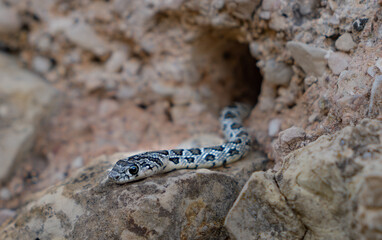 Close-up macro of a wild brown python snake camouflaged in the rocks, a perfect nature shot of the reptile's eye