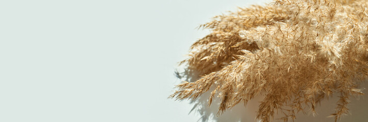 Golden wheat stalks against light blue background natural texture and elegant detail in close-up...
