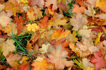 Bright autumn carpet of maple leaves on the grass. Rich reds, oranges and yellows of autumn.