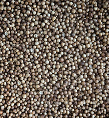 Fototapeta premium Coriander Seeds Texture Background, Cilantro Grains Pattern, Chinese Parsley Seed Banner, Dry Spices