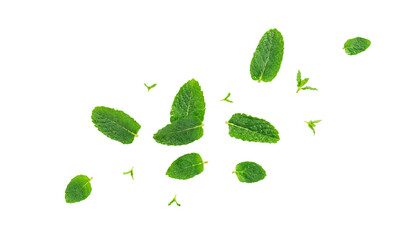 Falling Mint Leaf Set Isolated, Flying Fresh Menthol Leaves, Green Spearmint © ange1011