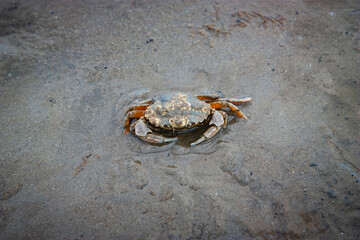Vividly colored crab resting on the wet sand of the Texel mudflats.