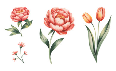 Botanical flower illustration of coral peony and orange tulip blooms with natural leaf. © Artverza