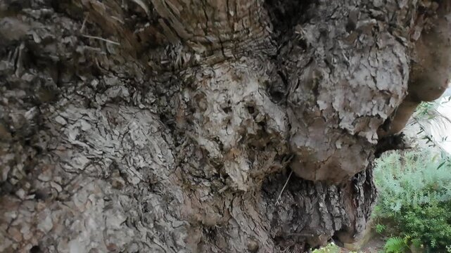 high resolution video emphasizing textured surface of ancient olive tree trunk with natural