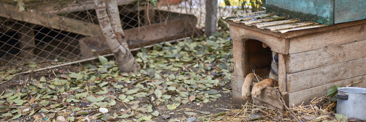 Cozy rustic doghouse with playful dog on leaf-covered ground and wire fence in outdoor setting.