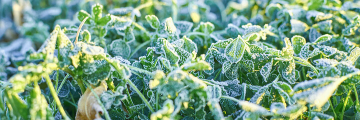 Close-up of frost-covered green leaves on a cold winter morning.