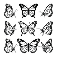 Butterfly collection, fireflies and butterflies icons on white background. New hand drawn vector illustration design.