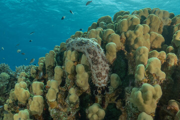Sea cucumber in the Red Sea Colorful and beautiful, Eilat Israel
