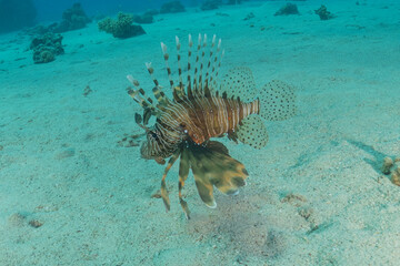 Lionfish (Pterois miles) in the Red Sea, colorful fish, Eilat, Israel
