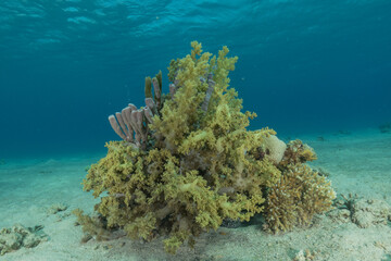 Coral reef and water plants in the Red Sea, Eilat Israel

