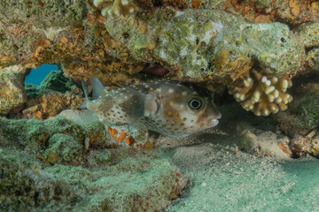 Fish swimming in the Red Sea, colorful fish, Eilat, Israel
