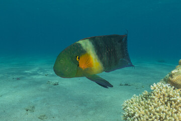 Fish swimming in the Red Sea, colorful fish, Eilat, Israel

