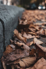 yellow leaves on the road, yellow leaves on the curb, autumn view