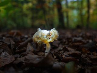 Rare fungus mushroom  with many details illuminated in the dark forest