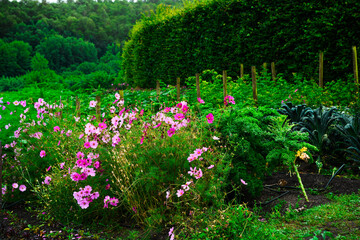 Colourful pink flowers in the beautiful garden