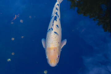 A koi fish swims in a pond