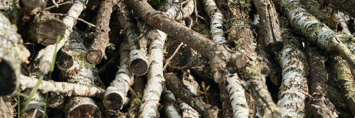 Pile of cut birch logs with moss-covered bark and natural woodland background.